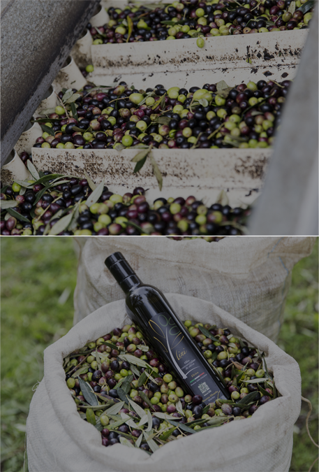 Olio Rasena Olearia